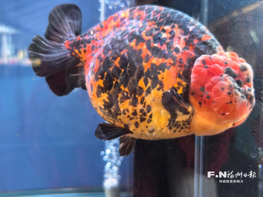 2026年福建省金鱼鉴赏赛落幕，福州兰寿金鱼获全场总冠军(图1)