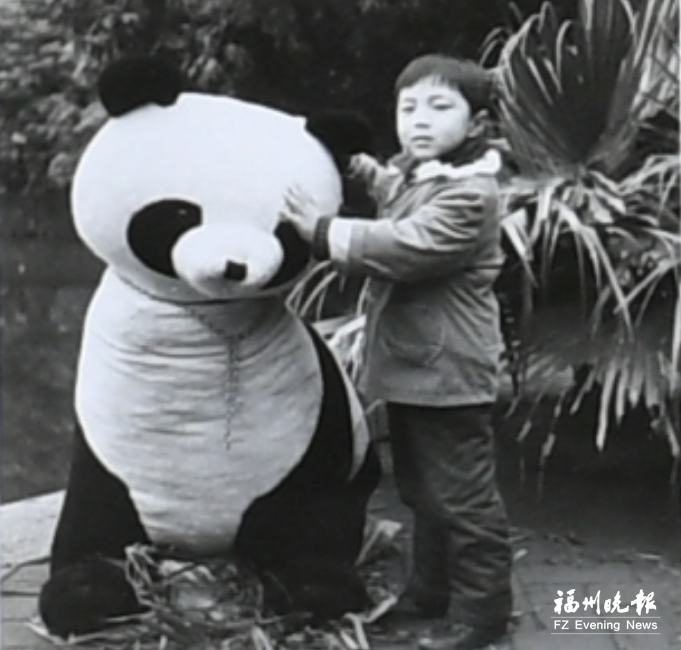福州熊猫世界焕新开园，唤起几代人关于熊猫的共同记忆(图3)