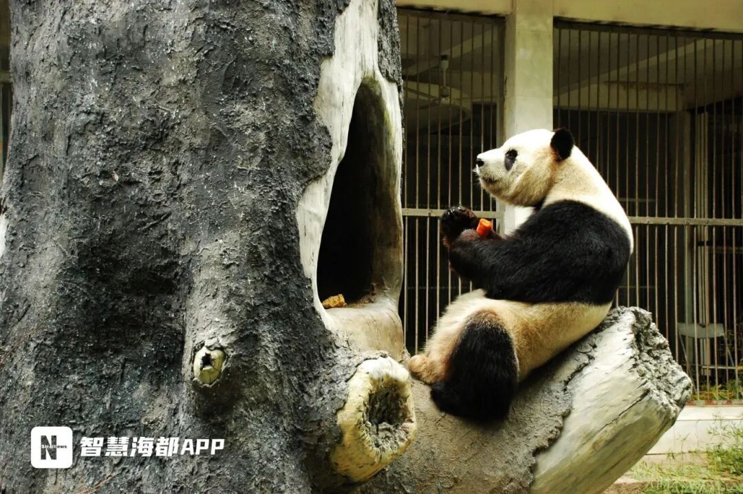 福州熊猫世界：大熊猫的故事与福州团队的多年守护(图1)