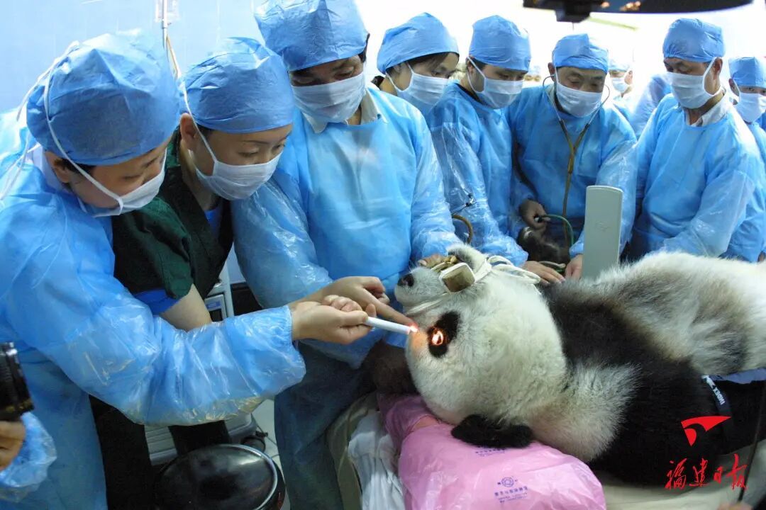 福州熊猫世界：大熊猫的故事与福州团队的多年守护(图2)