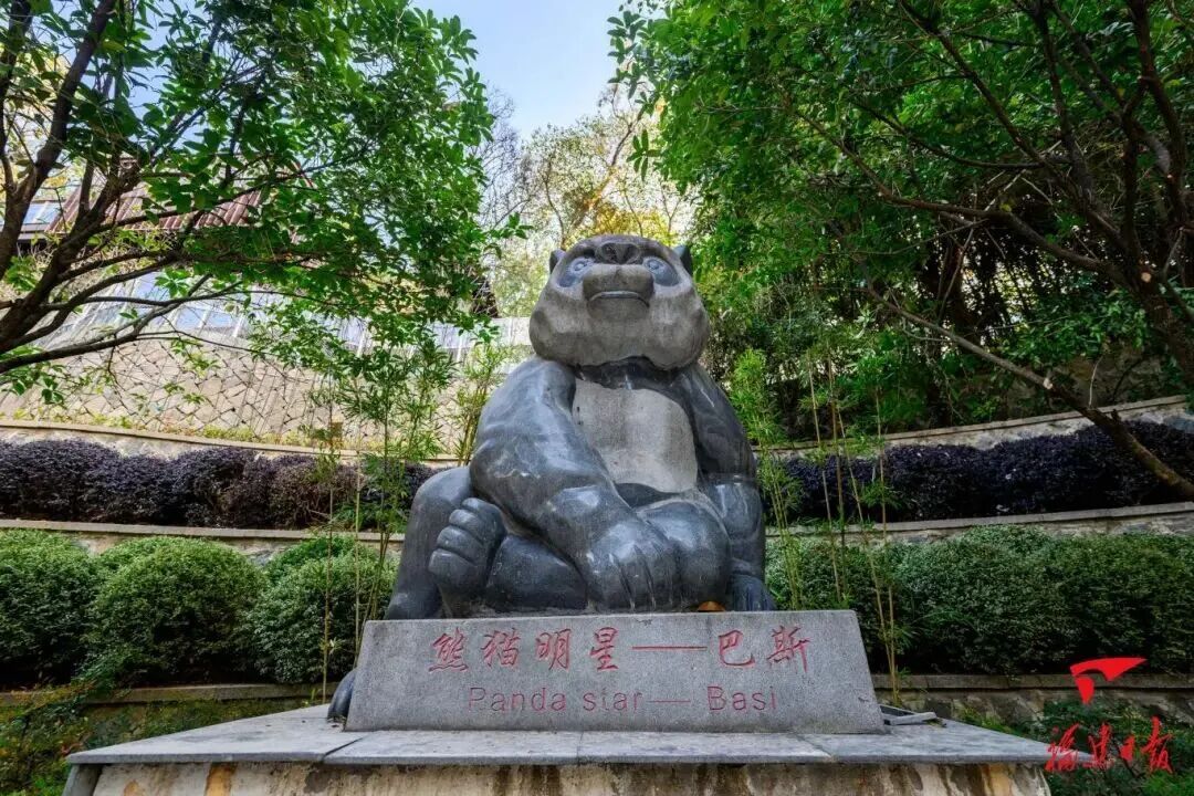 福州熊猫世界：大熊猫的故事与福州团队的多年守护(图3)