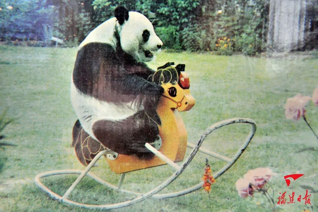 福州熊猫世界：大熊猫的故事与福州团队的多年守护(图4)