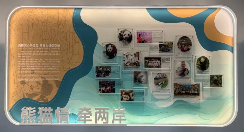 福州熊猫世界：大熊猫的故事与福州团队的多年守护(图6)