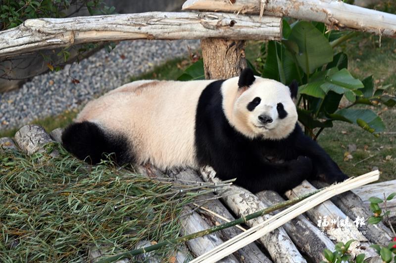 福州熊猫世界开园，5只熊猫性格各异，快来认识懒洋洋的‘姐姐熊’启程(图1)