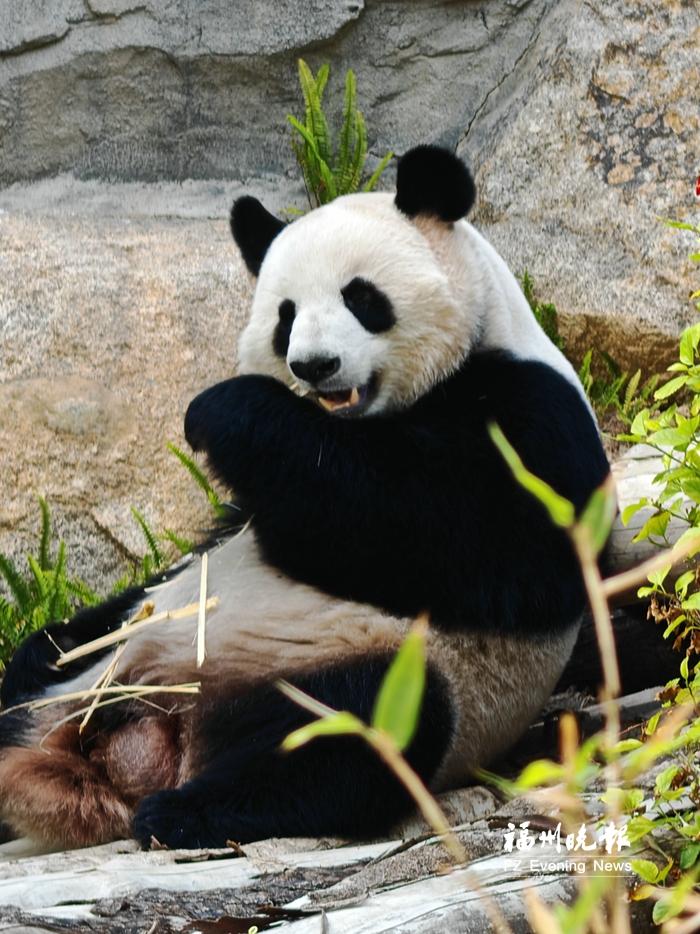 福州熊猫世界开园，5只熊猫性格各异，快来认识懒洋洋的‘姐姐熊’启程(图3)