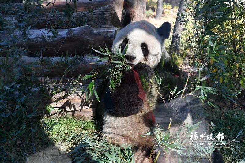 福州熊猫世界开园，5只熊猫性格各异，快来认识懒洋洋的‘姐姐熊’启程(图4)