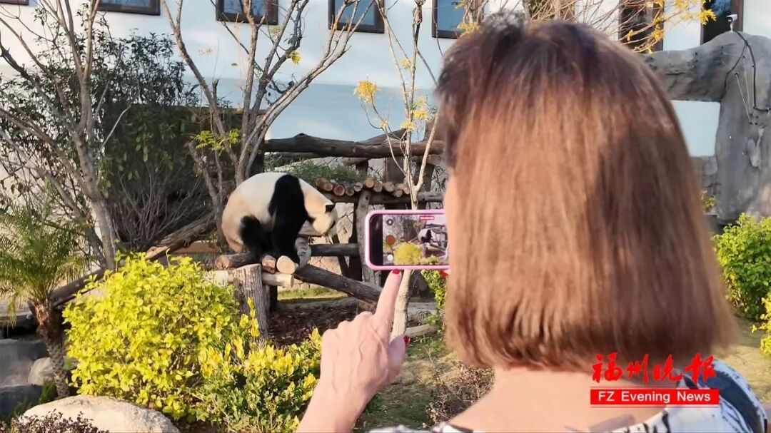 70 多岁美国女士乔治妮千里来榕会熊猫‘巴斯’(图6)