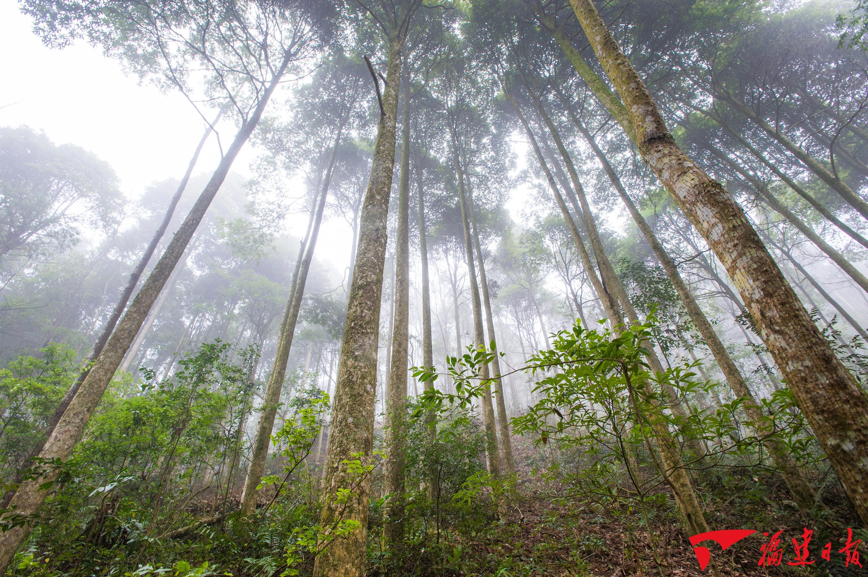 福建森林覆盖率全国第一，扩绿兴绿护绿，怎么种好一棵树一片林？(图2)