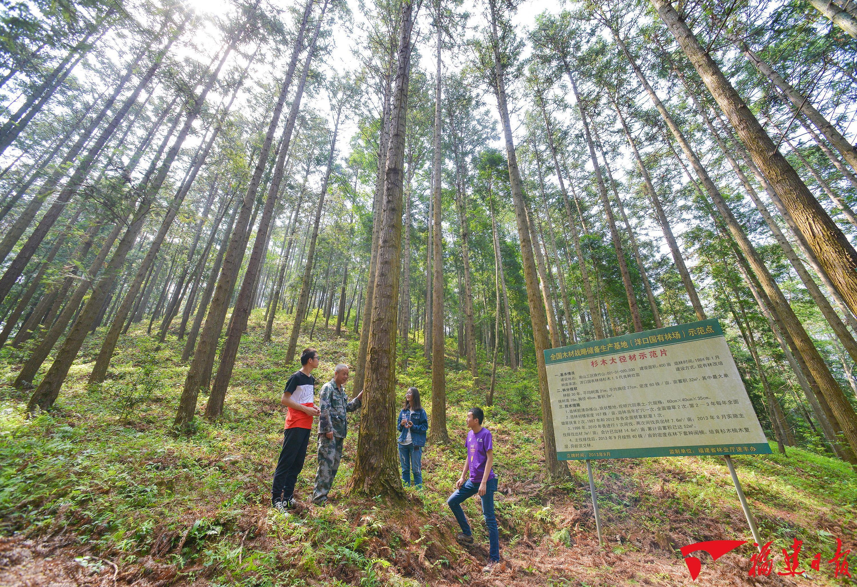 福建森林覆盖率全国第一，扩绿兴绿护绿，怎么种好一棵树一片林？(图4)