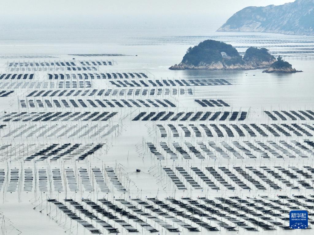 福建宁德冬季海上养殖忙，促产业发展助乡村振兴(图6)