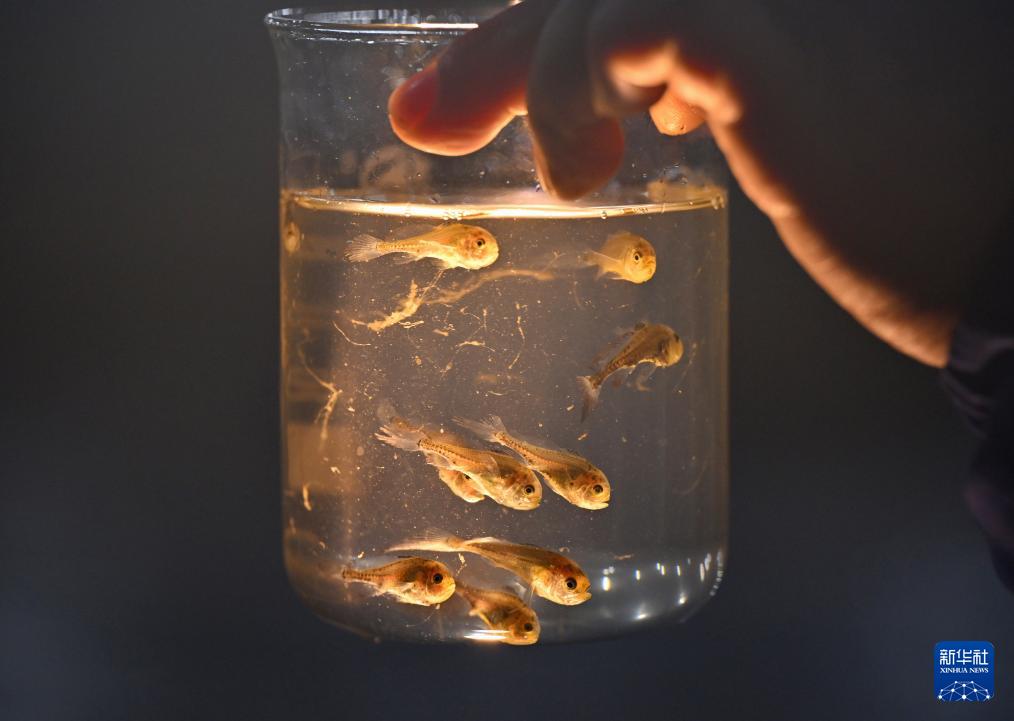 福建宁德冬季海上养殖忙，促产业发展助乡村振兴(图8)