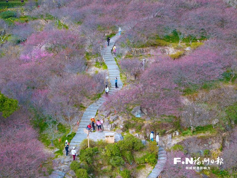 寒冬腊月鼓山相怀梅园等地梅花盛放，吸引众多游客前往赏梅(图1)
