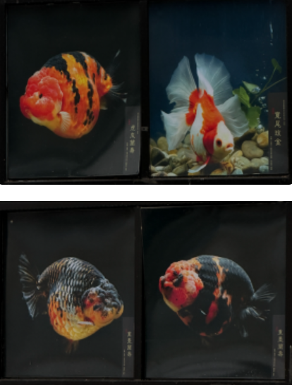 福建师大团队赴南通调研金鱼产业，看传统养殖如何走向多元(图2)