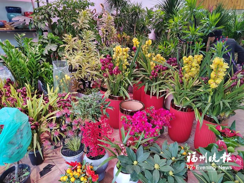 福州年宵花上新，年轻人买花想法新，传统花卉遇新需求(图1)