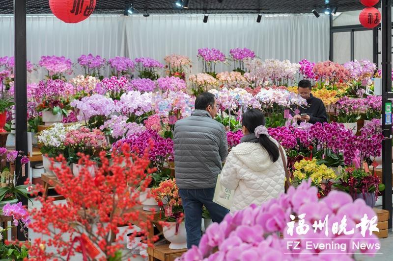 2026福建花卉苗木交易会及丝路繁花牡丹艺术节启幕啦(图1)