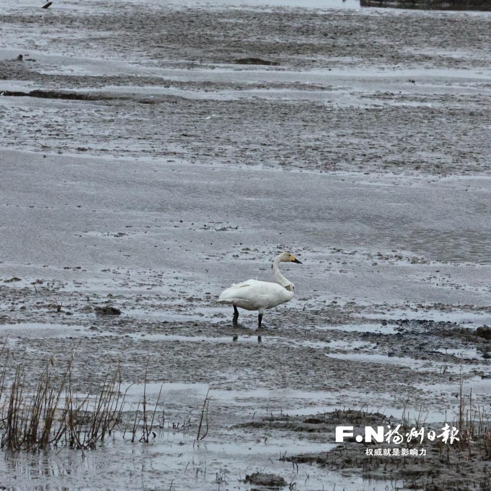 闽江河口湿地保护区：林少伟与受伤小天鹅梦翔的故事(图2)