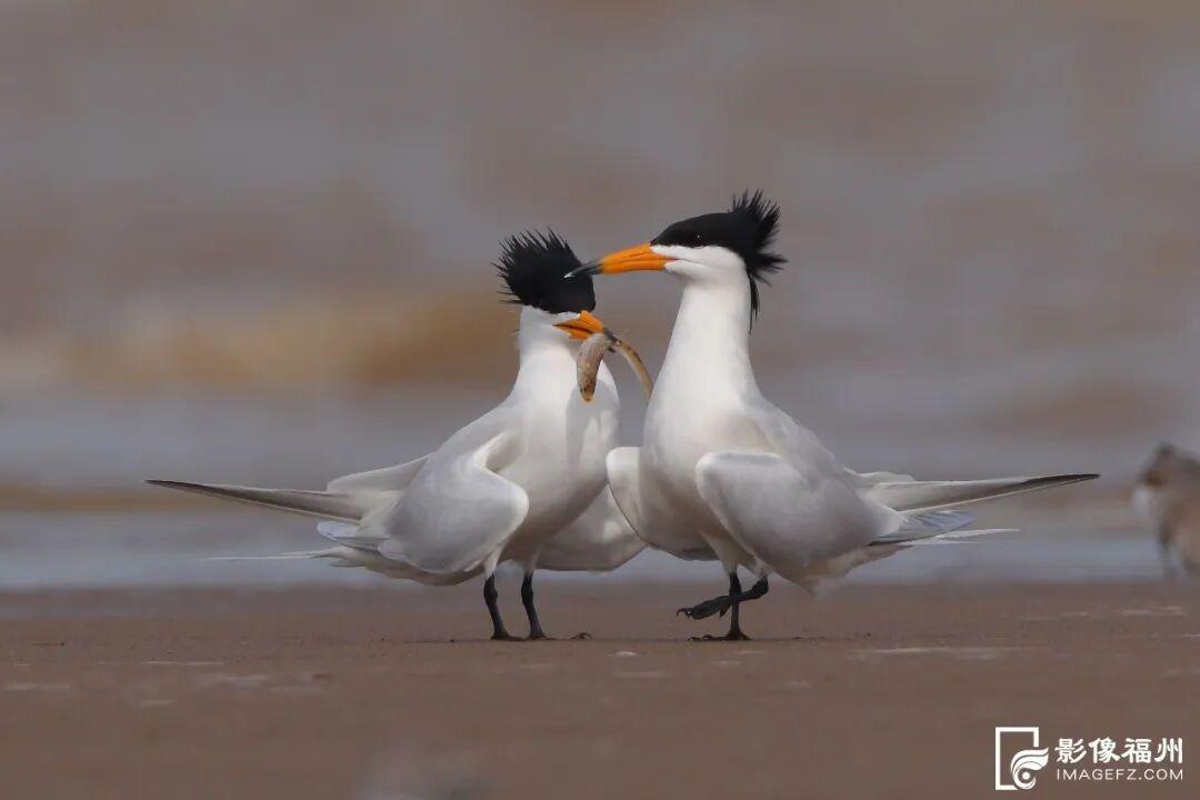 世界湿地日看福州湿地，赏生态绿与静谧蓝，观候鸟栖息(图14)