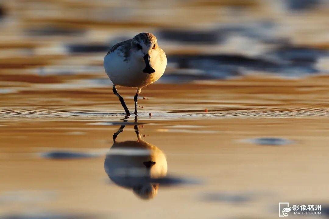 世界湿地日看福州湿地，赏生态绿与静谧蓝，观候鸟栖息(图8)