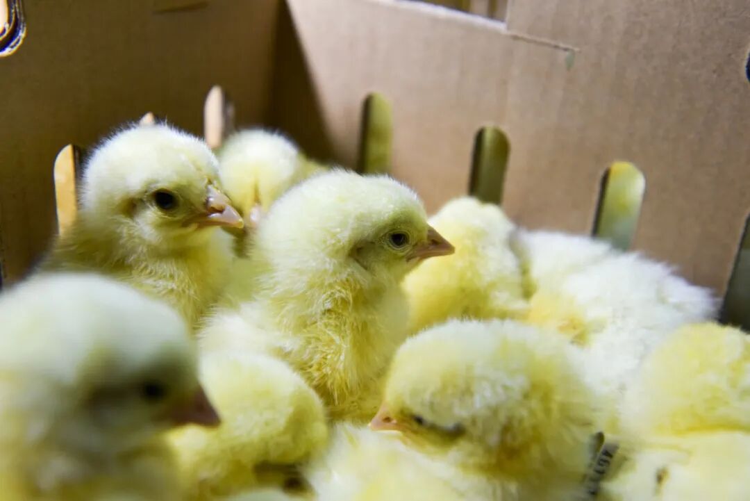 圣农集团：加快新品种培育，拓展国际新市场(图2)