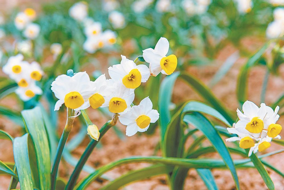 今日立春遇平潭水仙上市季，看其如何走上逆袭路(图1)