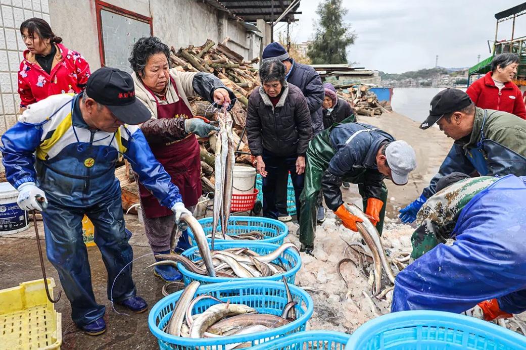 新春将至连江大黄鱼等年味上市，鳗钓村鳗鱼及鲍鱼销售正旺(图1)