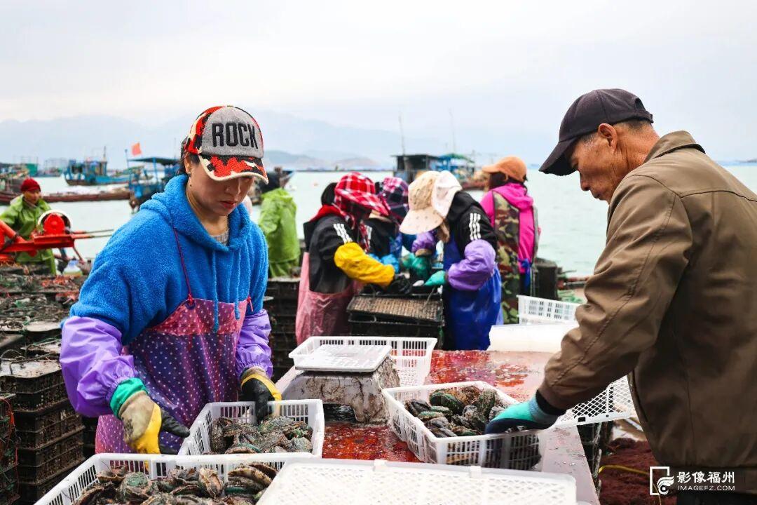 新春将至连江大黄鱼等年味上市，鳗钓村鳗鱼及鲍鱼销售正旺(图9)