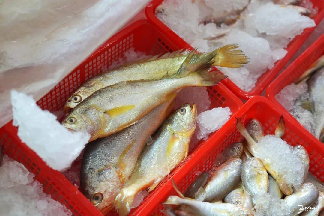 新春将至连江大黄鱼等年味上市，鳗钓村鳗鱼及鲍鱼销售正旺(图10)