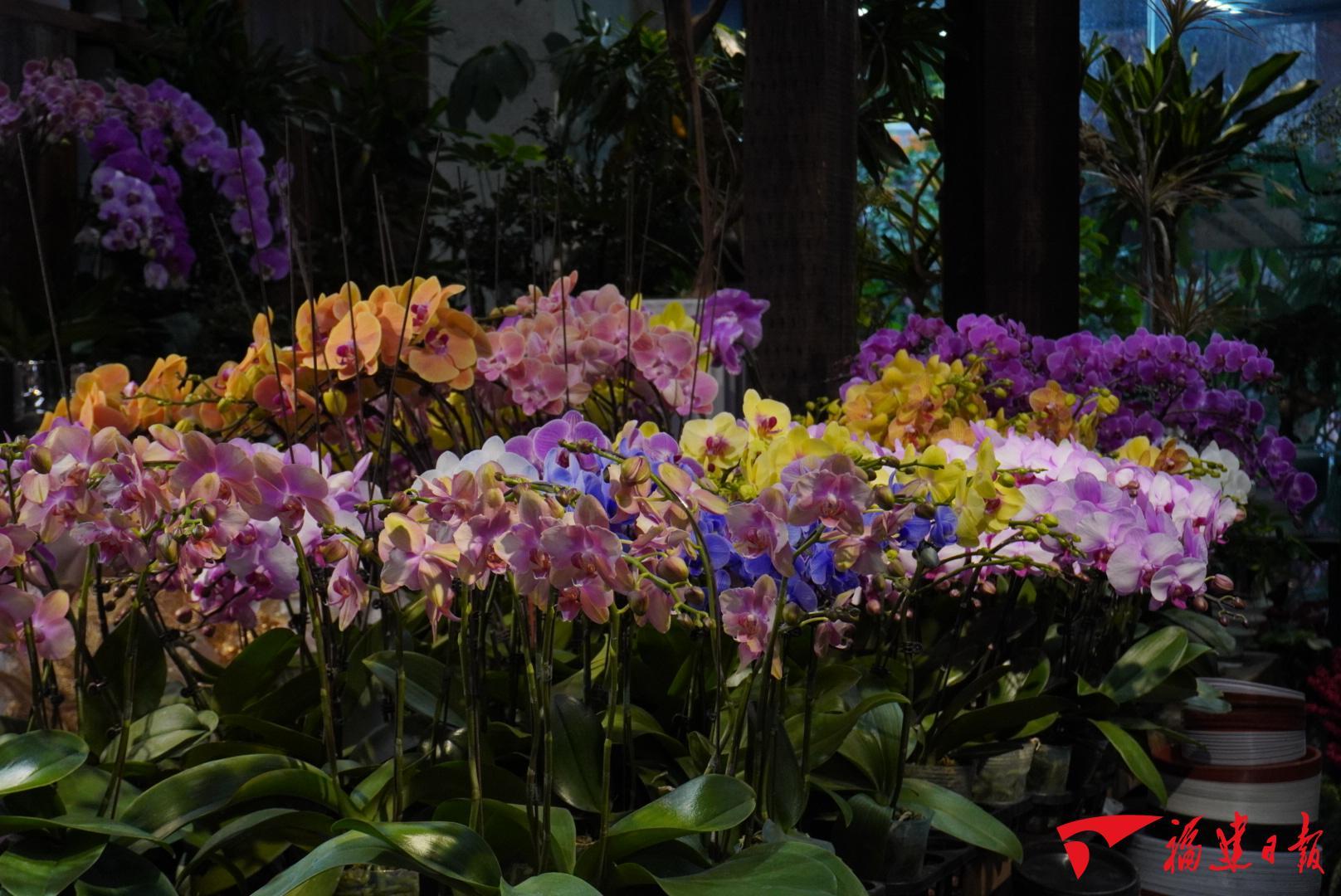 犒赏经济兴起：鲜花成日常‘搭子’，为自己买花渐成常态(图1)