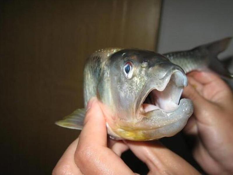 福建科研团队实现马口鱼人工驯化，成淡水养殖新贵(图5)