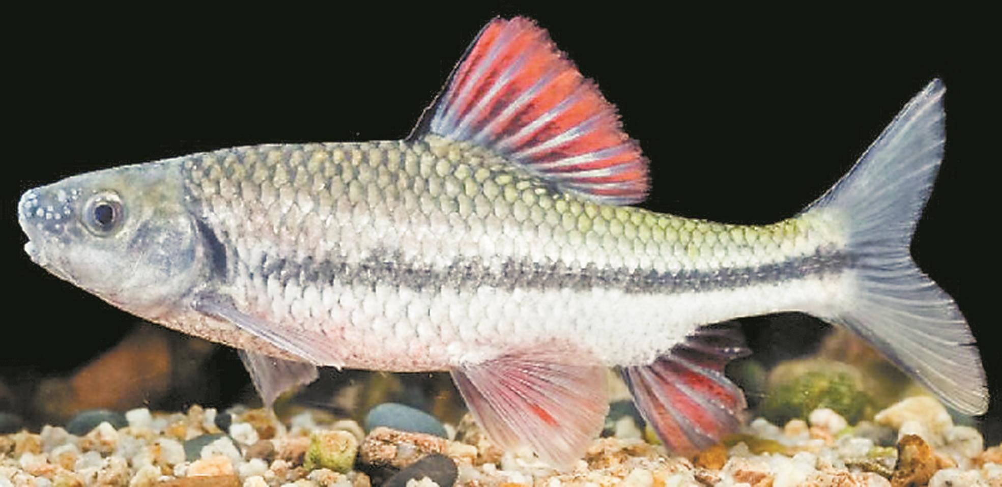 福建科研团队实现马口鱼人工驯化，成淡水养殖新贵(图7)