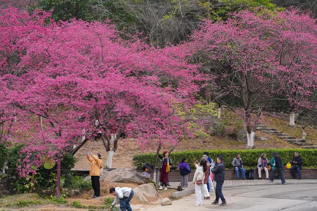 福州多地樱花盛开，花期长品种多，吸引市民游客观赏(图1)
