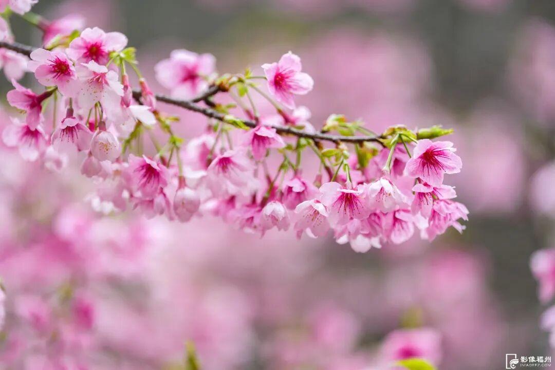 福州多地樱花盛开，花期长品种多，吸引市民游客观赏(图2)