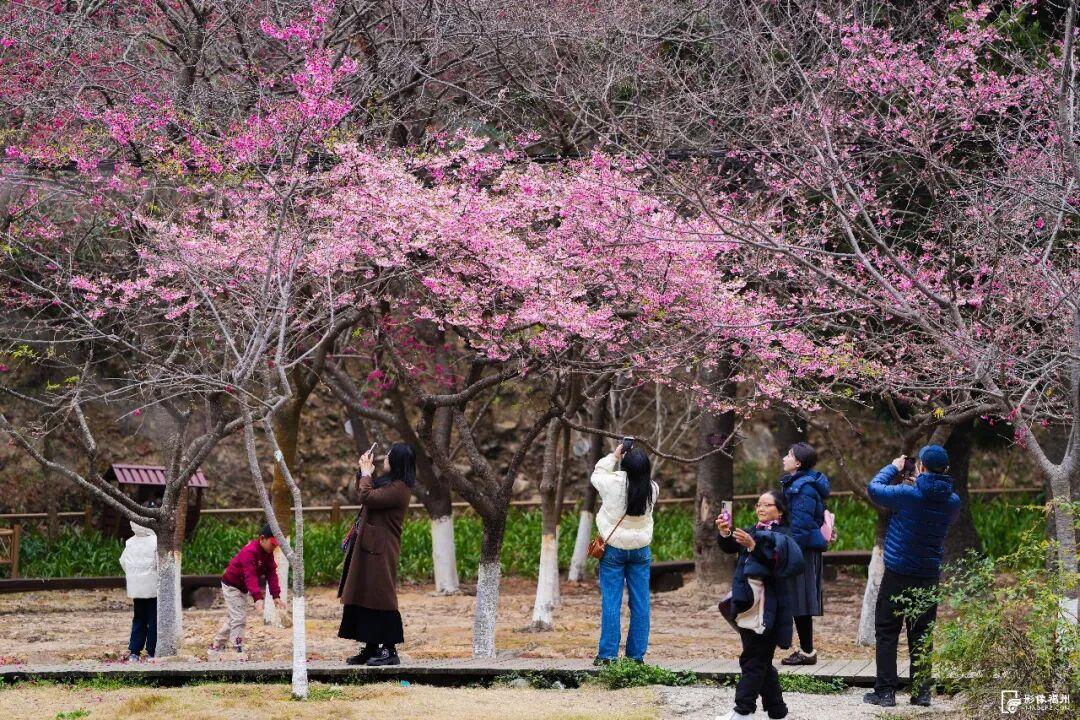 福州多地樱花盛开，花期长品种多，吸引市民游客观赏(图3)