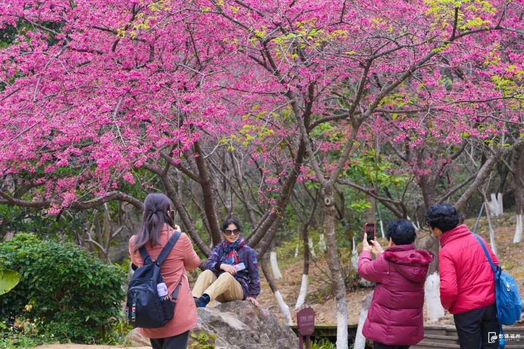 福州多地樱花盛开，花期长品种多，吸引市民游客观赏(图4)