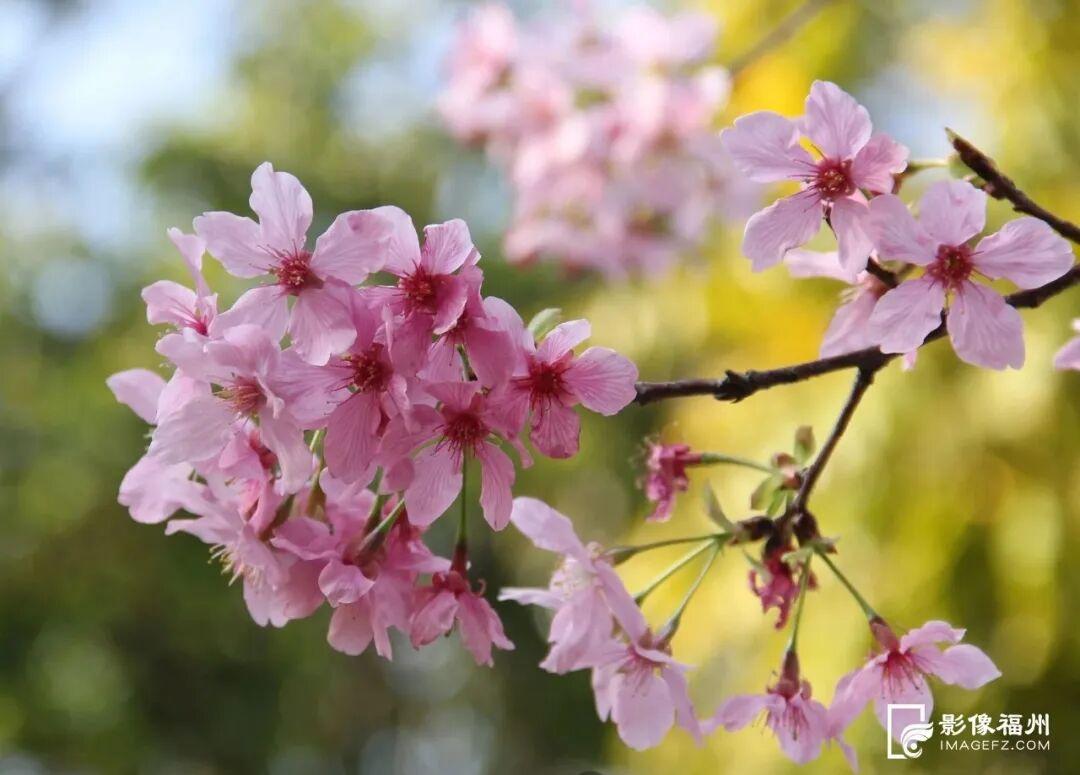 福州多地樱花盛开，花期长品种多，吸引市民游客观赏(图5)