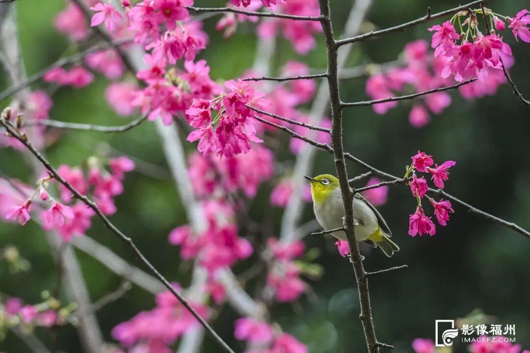 福州多地樱花盛开，花期长品种多，吸引市民游客观赏(图6)