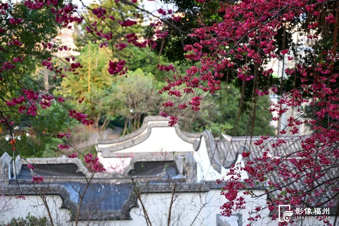 福州多地樱花盛开，花期长品种多，吸引市民游客观赏(图8)
