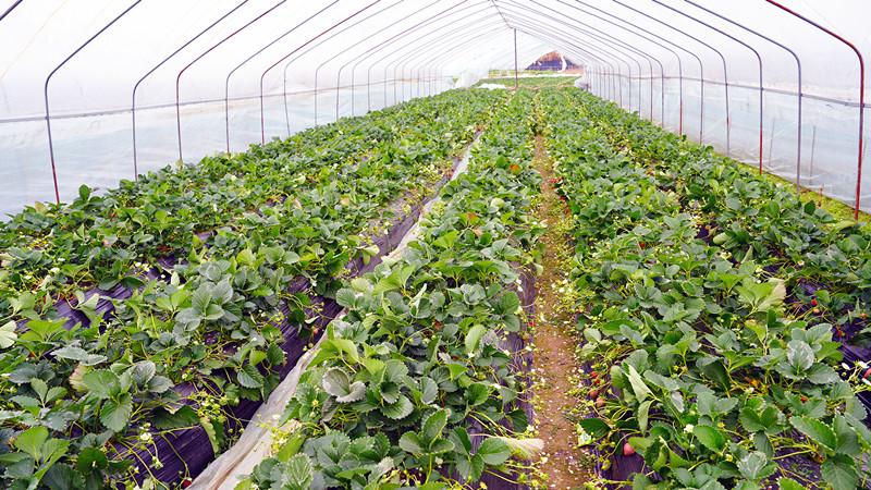 年关将至清流草莓上市！嵩溪‘草莓之乡’甜蜜等你来采(图3)