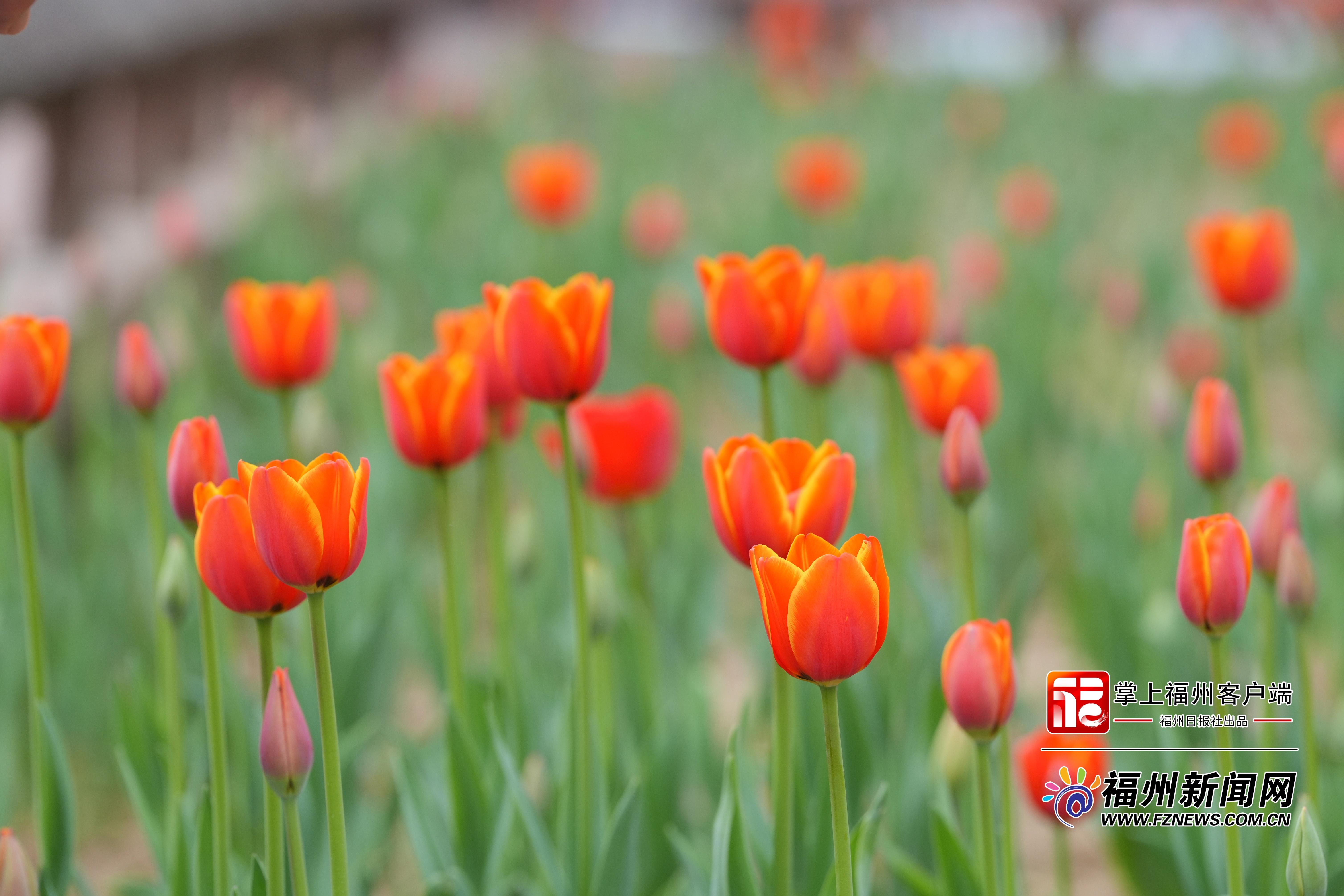 2月8日乌龙江第六届郁金香花展暨迎春游园会将开幕(图3)