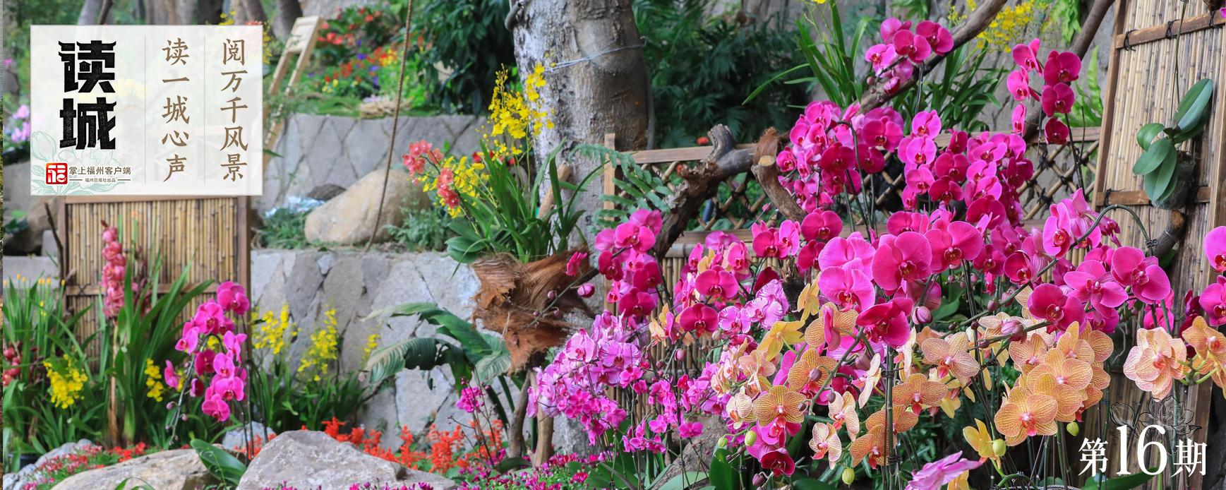 福州春节兰花展将至，带你追忆兰花历史与朱紫坊泰斗陈心启(图1)