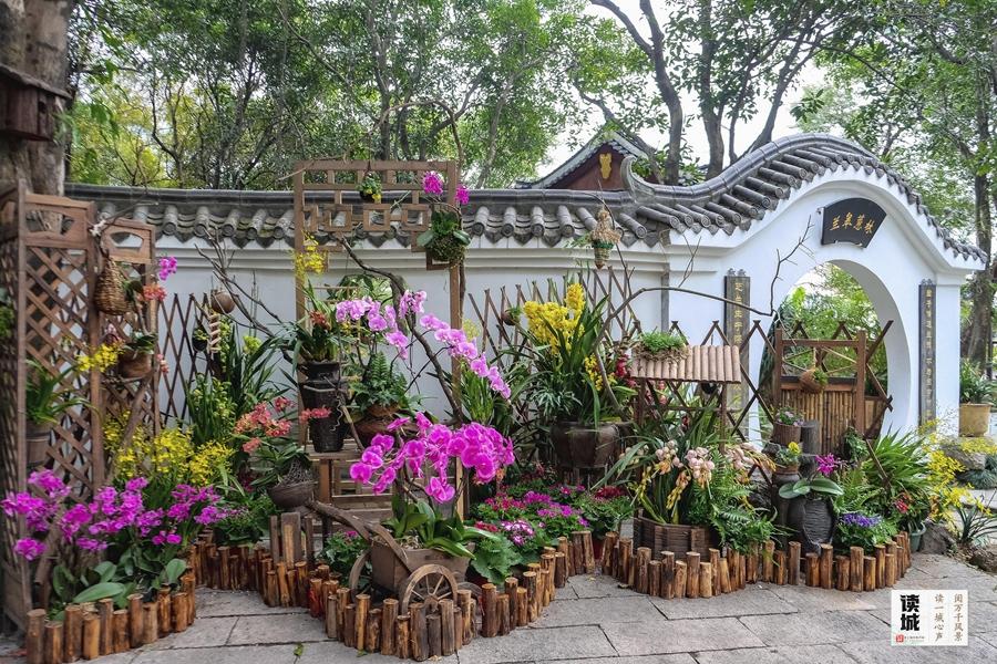 福州春节兰花展将至，带你追忆兰花历史与朱紫坊泰斗陈心启(图4)