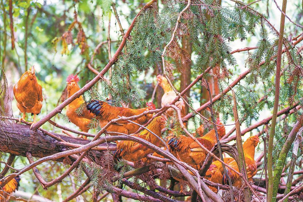 立春时节武平象洞鸡的特色与产业发展及保种