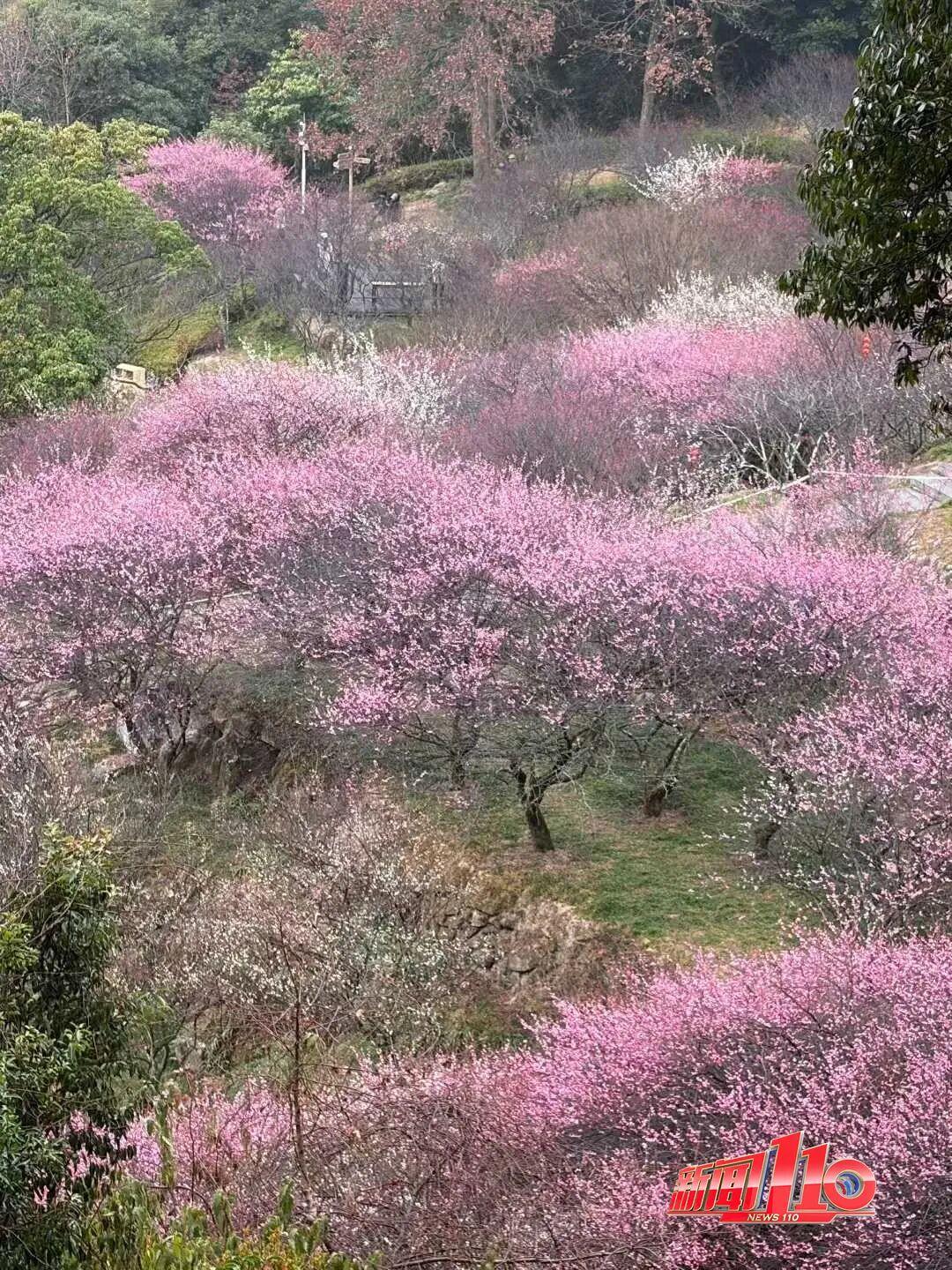 福州新春赏花指南！小年到，炮仗花、梅花花期地点全知道(图13)