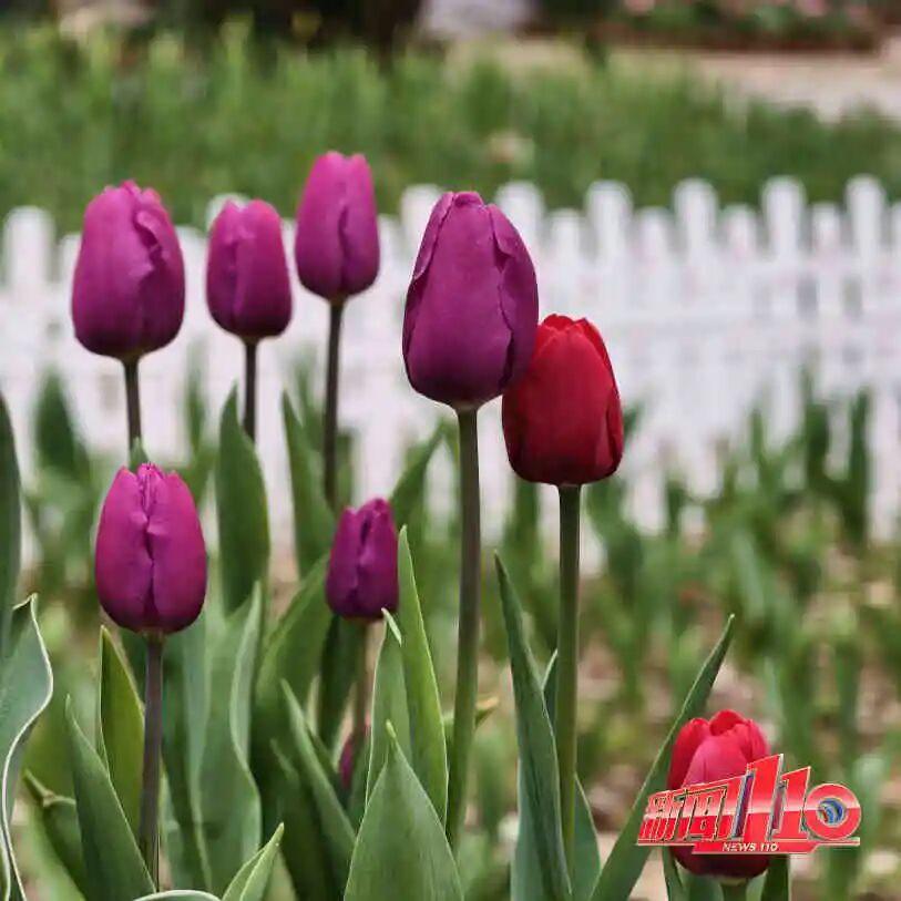 福州新春赏花指南！小年到，炮仗花、梅花花期地点全知道(图16)