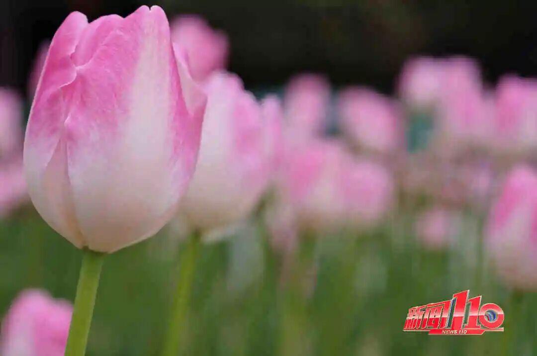 福州新春赏花指南！小年到，炮仗花、梅花花期地点全知道(图17)