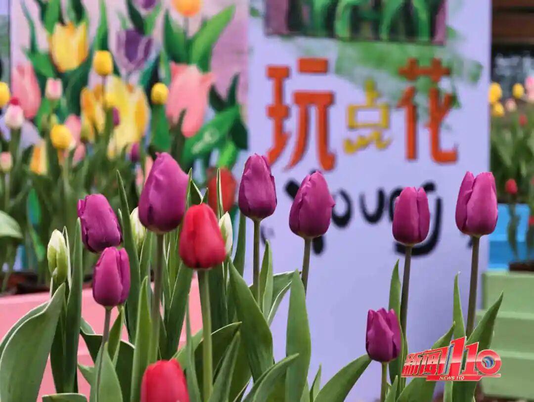 福州新春赏花指南！小年到，炮仗花、梅花花期地点全知道(图18)