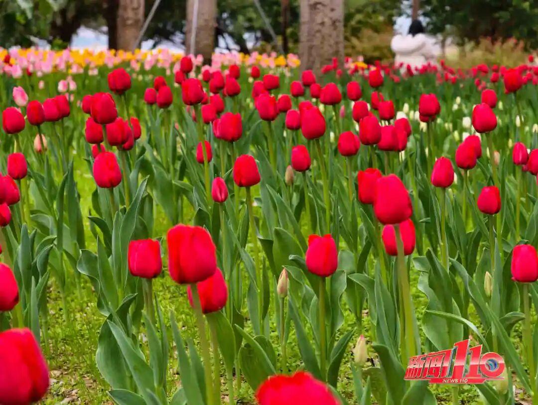 福州新春赏花指南！小年到，炮仗花、梅花花期地点全知道(图19)