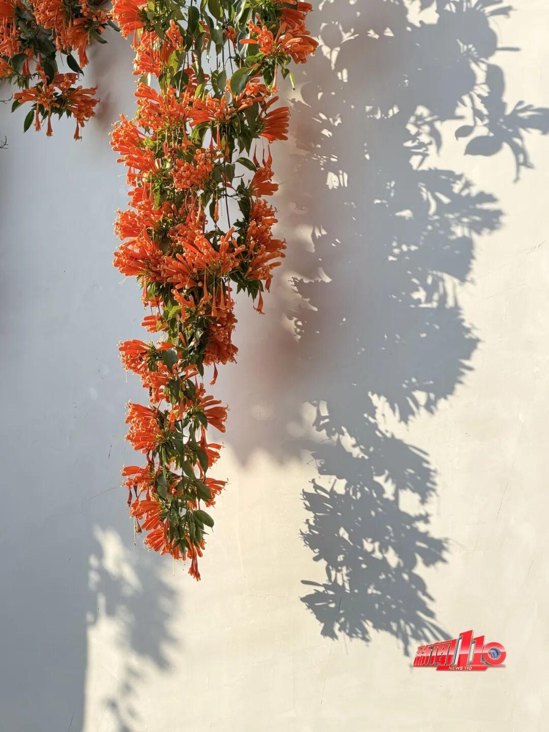 福州新春赏花指南！小年到，炮仗花、梅花花期地点全知道(图3)