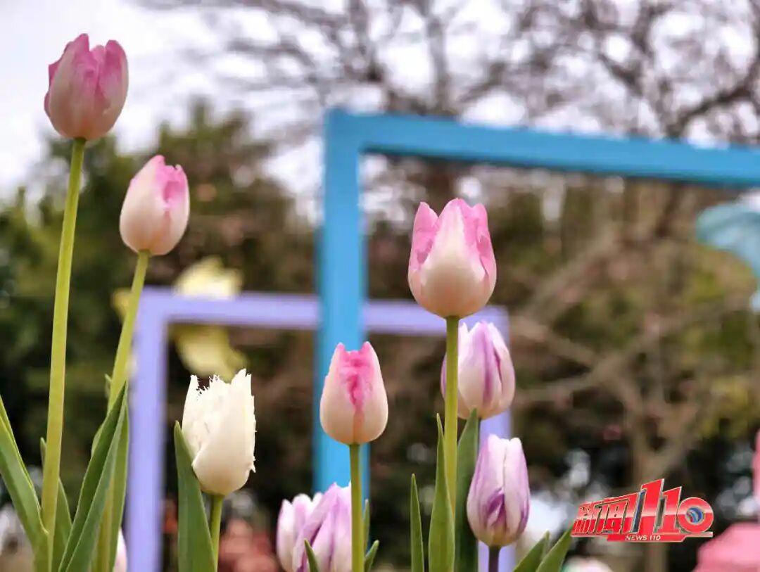 福州新春赏花指南！小年到，炮仗花、梅花花期地点全知道(图21)