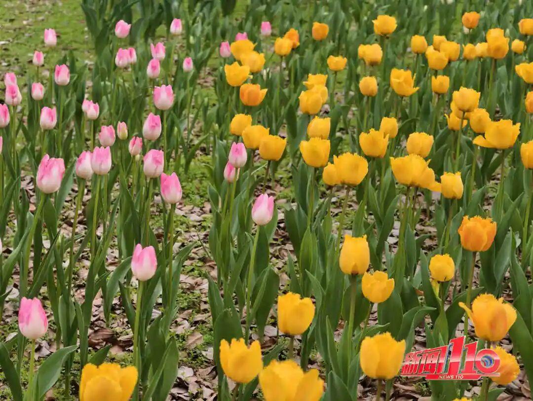 福州新春赏花指南！小年到，炮仗花、梅花花期地点全知道(图23)
